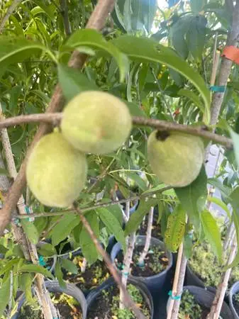 Peach trees