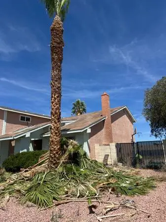 Tree trimming Rios tree service 7027080218