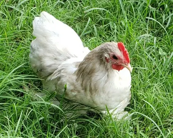 Bantam Cochin Splash Rooster (pure)