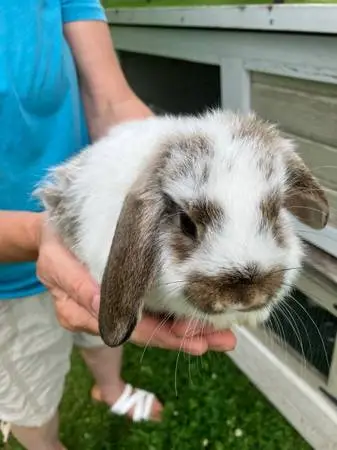 Holland lop bunnies