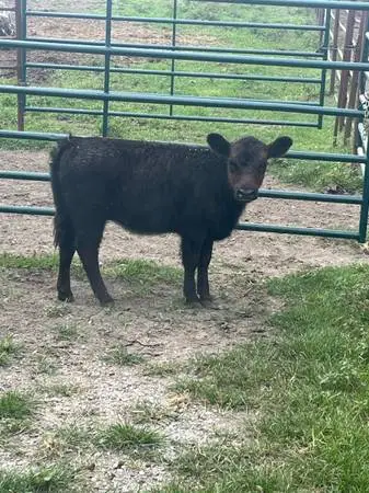 Weed Angus heifer calf. Very tame.