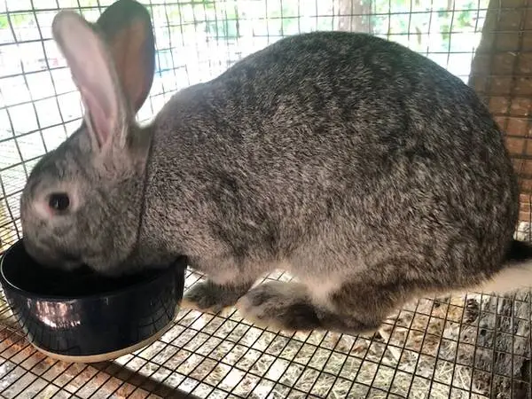 Giant Chinchilla Rabbits- breeding age