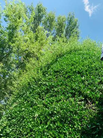 LL Mowing & Tree service