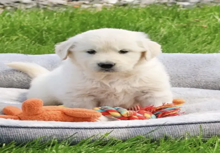 Potty Trained Golden Retriever Puppies available