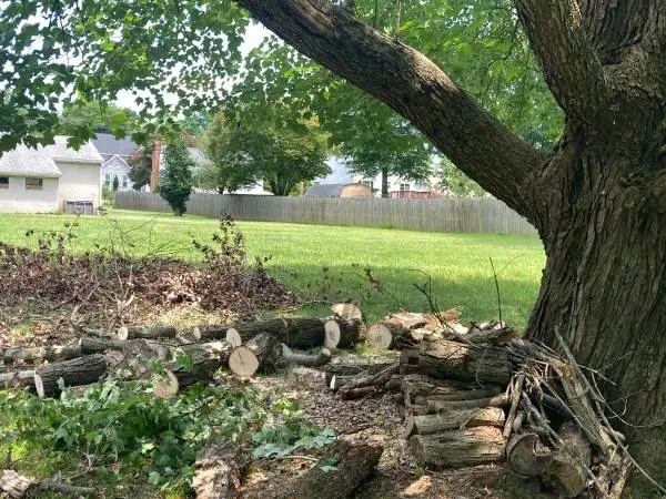 Firewood, Silver Maple