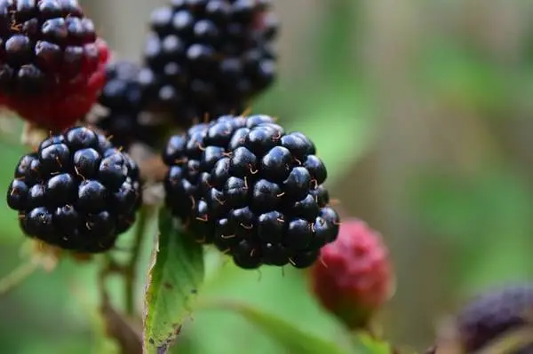 (thornless) Prime Ark Freedom blackberries:  3g