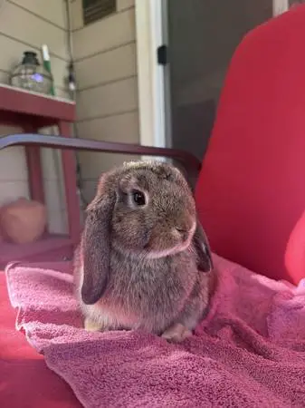 Pedigreed Holland Lop Baby Bunnies