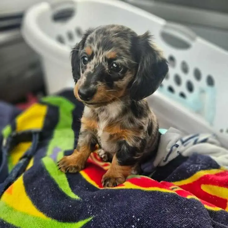 Dachshund Rescue