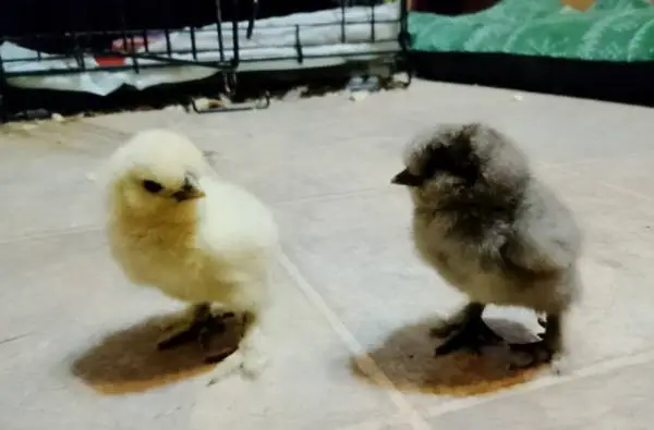 Chicks chickens silkies lavender orpingtons cream legbars