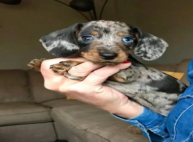 Dachshund Pet Rescue