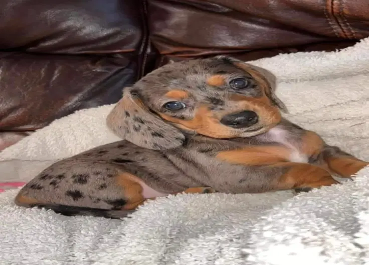 Dachshund Pet Rescue