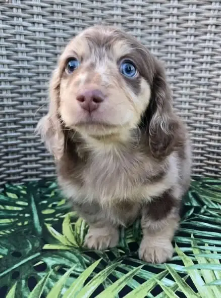 Dachshund Pet Rescue