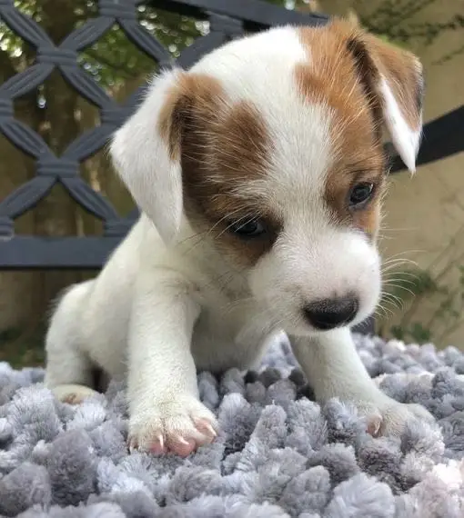 Jack Russell