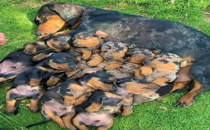 Dachshund Pet Rescue