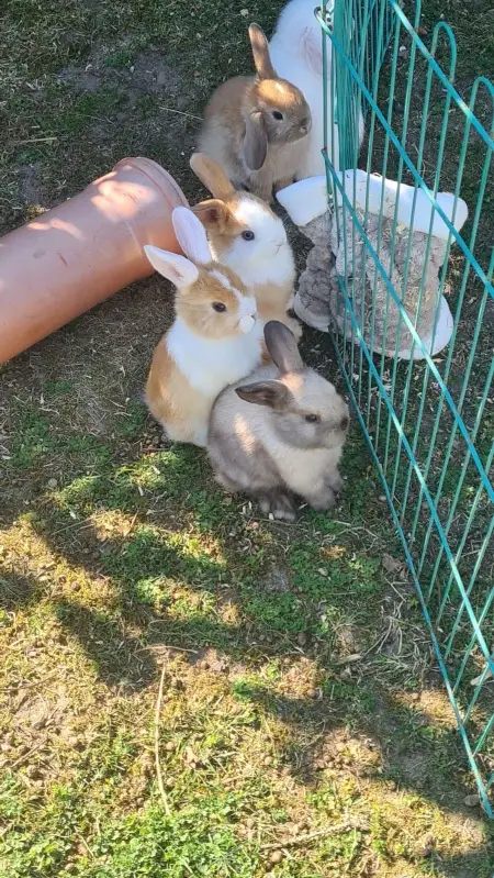 Rabbits for sale