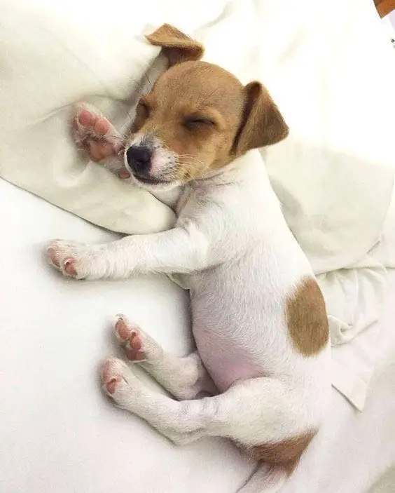 Jack Russell