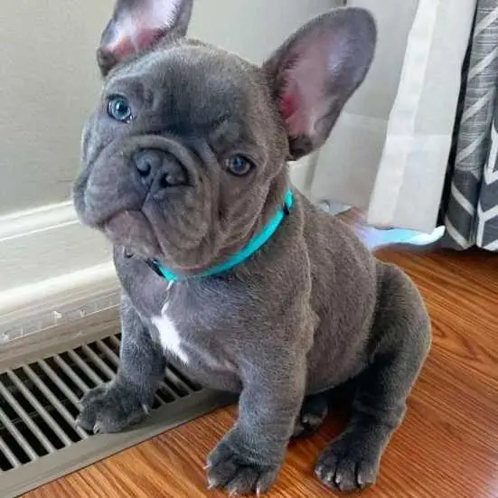 English Bulldog