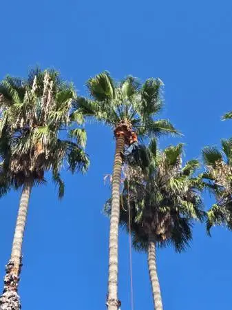 🌴🌳🌲🌿🍃 Tree Trimming Tree Removal Stump Grinding
