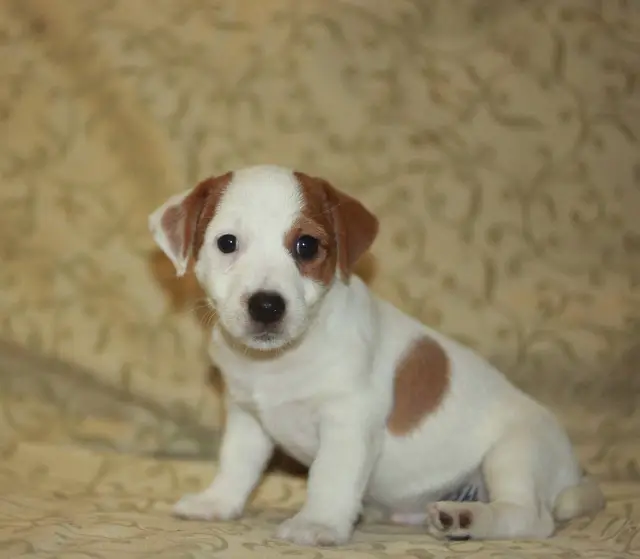 Jack Russell