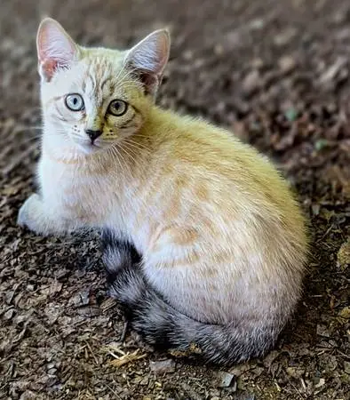 Bengal Kittens