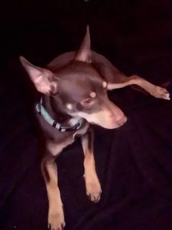 MALE MIN PIN NEEDED TO BREED MY FEMALE MIN PIN