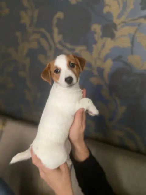 jack Russell