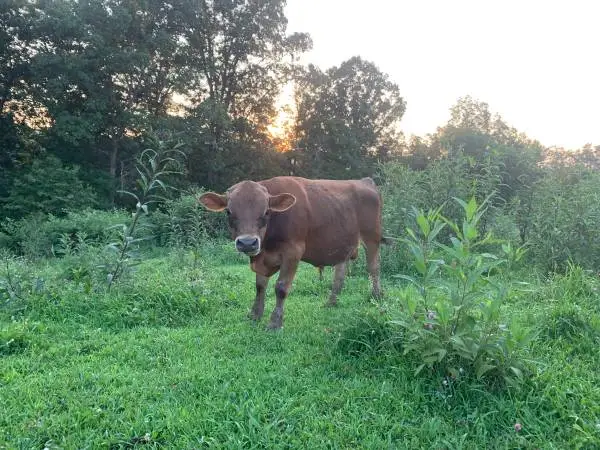Jersey Bull
