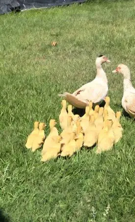 Duck ducks ducking muscovy