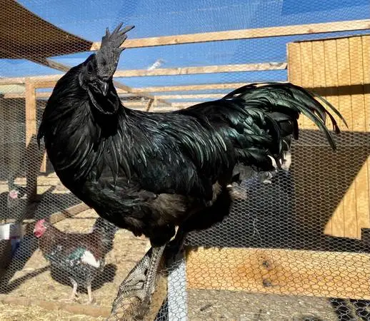 Ayam Cemani eggs