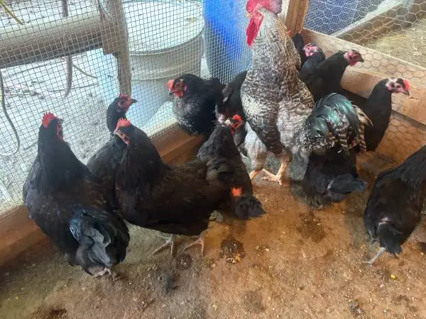 Laying Black Australorp chickens