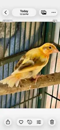 Canaries
