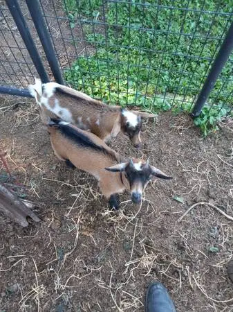 Twin Nigerian dwarf buckling goats