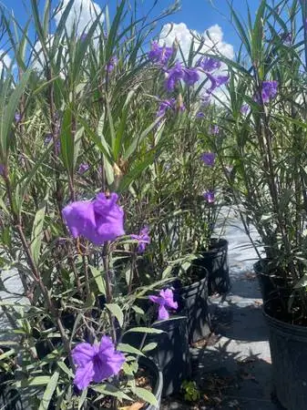 Mexican Petunia plants