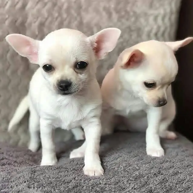 Chihuahua Puppy