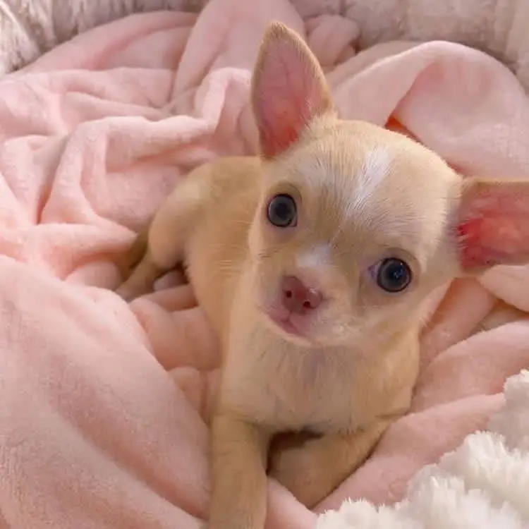 Chihuahua Puppy