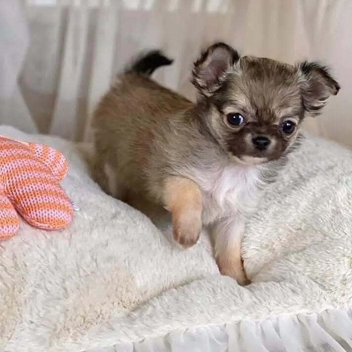 Long-haired Chihuahua Puppy