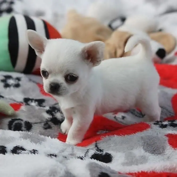 Chihuahua Puppy