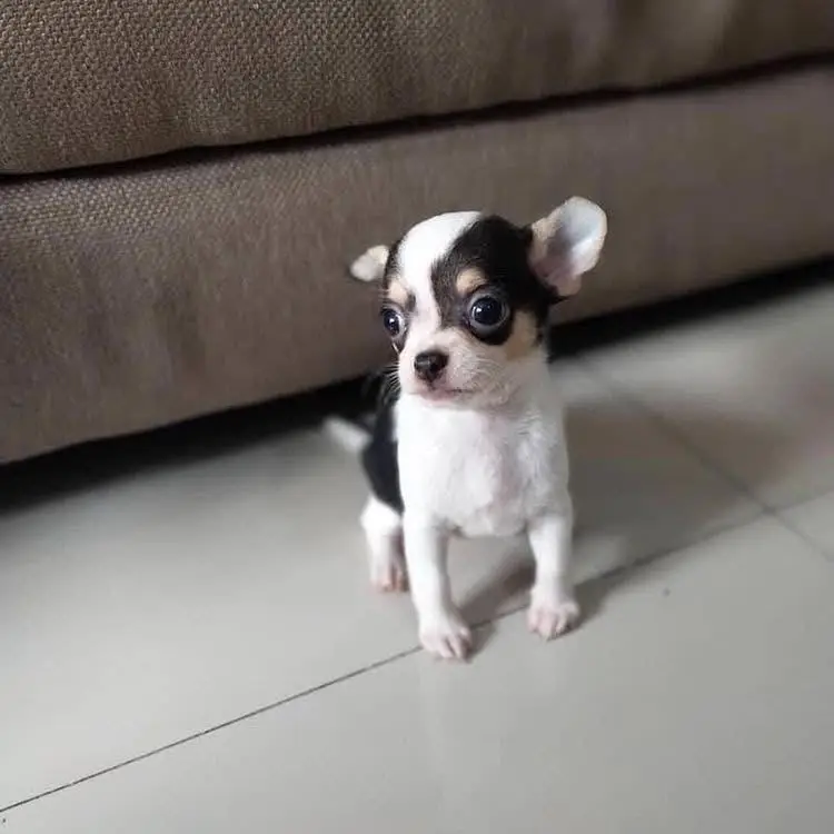 Chihuahua Puppy