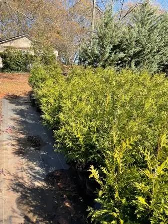 GREEN GIANT ARBORVITAE/ 10 TREES FOR ONLY 150.00