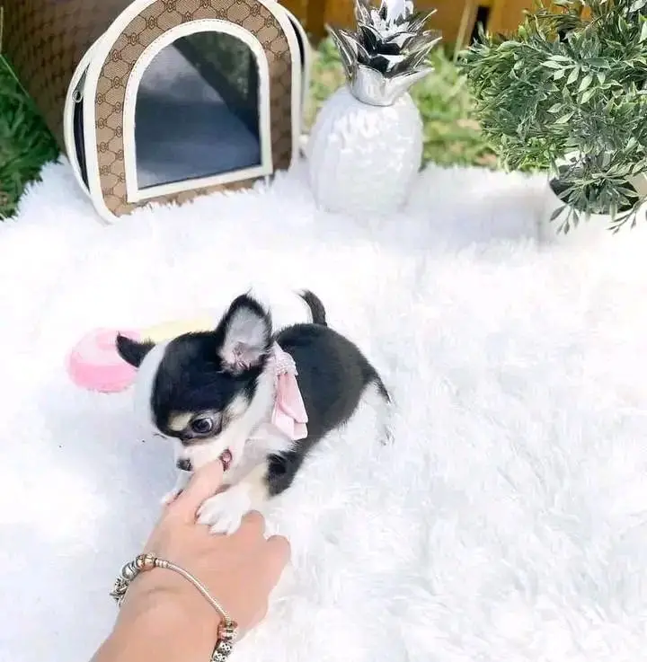 Chihuahua puppies