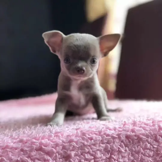 chihuahua puppies 🐶