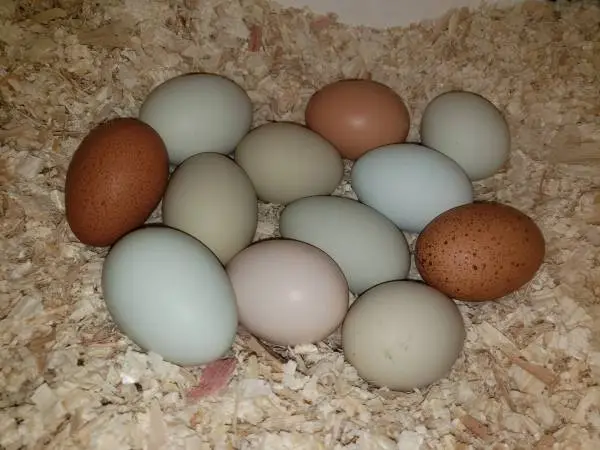 Fertile Eggs for Hatching (from Easter Egger chickens)