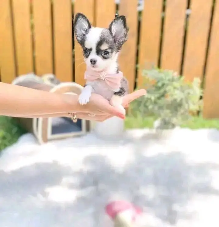 chihuahua puppies