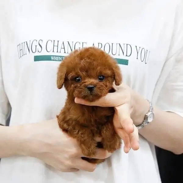 Red Teacup Poodle Puppy