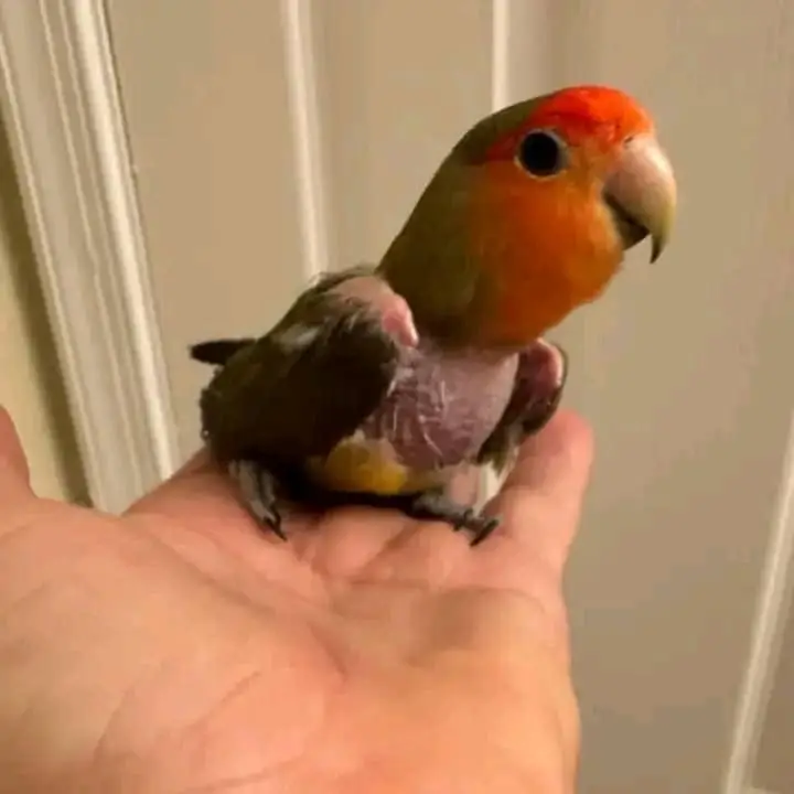 parrots for adoption