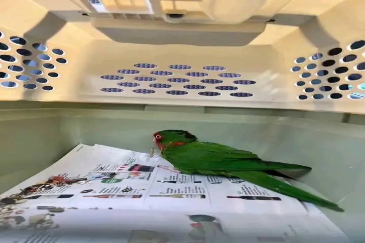 parrots for adoption