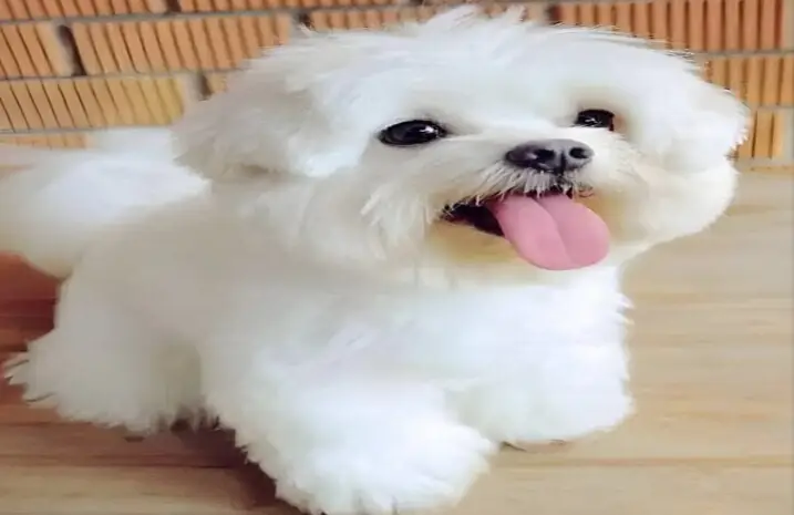 Maltese Puppy