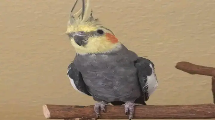 parrots for adoption