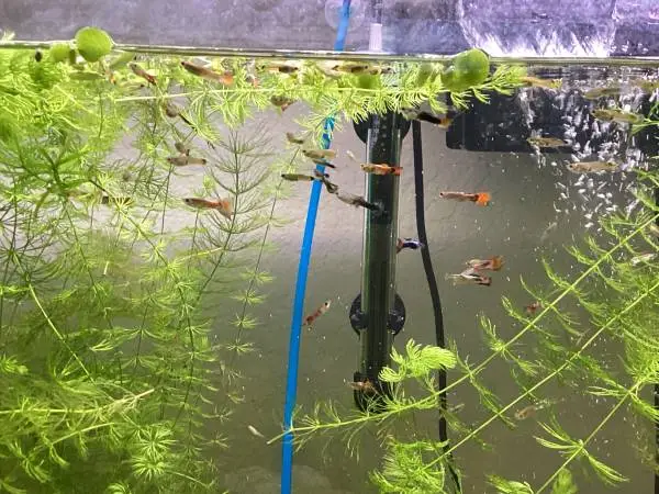 Fancy young guppies