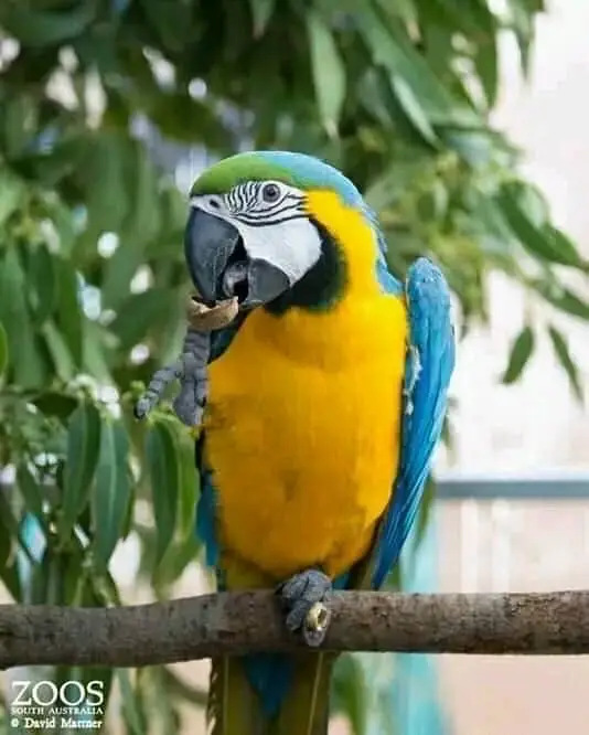 parrot for adoption